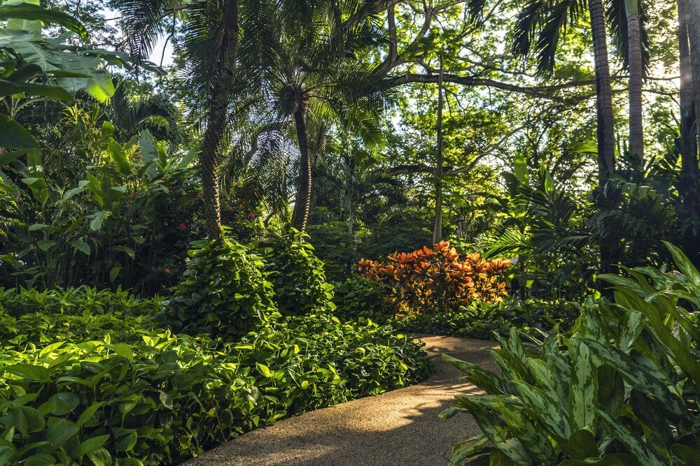 Sendero entre jardines tropicales frondosos en Capitán Suizo, Tamarindo