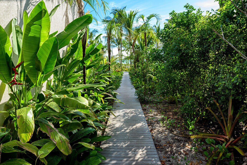 Sendero de madera flanqueado por frondosas plantas tropicales
