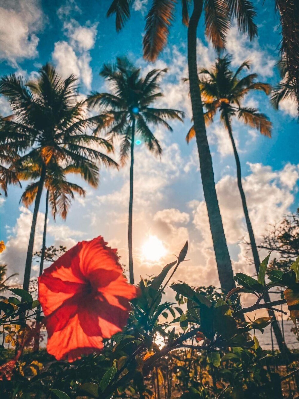 Jardín tropical con palmeras y una flor roja